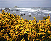 Beach and rock formations along the Oregon coast in Bandon State Park,Oregon,United States of America