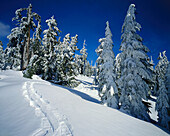 Schneeschuhspuren im Schnee auf dem Mount Hood an einem hellen Wintertag im Mount Hood National Forest, Oregon, Vereinigte Staaten von Amerika