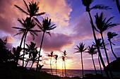 Silhouettierte Palmen und leuchtende Wolken am Makapuu Beach bei Sonnenuntergang in Honolulu County,Oahu,Hawaii,Vereinigte Staaten von Amerika