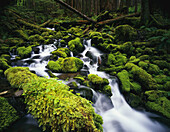 Ein Bach fließt in Kaskaden an moosbedeckten Felsen vorbei im Olympic National Park, Washington, Vereinigte Staaten von Amerika