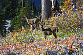 Drei Rehe im schneebedeckten Herbstlaub im Mount Rainier National Park, Washington, Vereinigte Staaten von Amerika