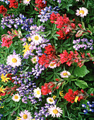 Nahaufnahme einer Vielzahl bunter, blühender Wildblumen auf einer Wiese am Mount Rainier, Mount Rainier National Park, Washington, Vereinigte Staaten von Amerika