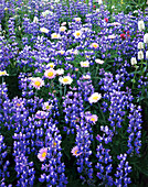 Nahaufnahme einer Vielzahl bunter, blühender Wildblumen auf einer Wiese am Mount Rainier, Mount Rainier National Park, Washington, Vereinigte Staaten von Amerika