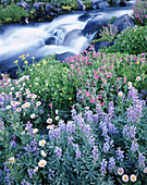 Kaskadierendes Wasser über Felsen und eine Vielzahl von blühenden Wildblumen im Vordergrund im Mount Rainier National Park, Washington, Vereinigte Staaten von Amerika