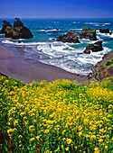 Blühende gelbe Wildblumen am Ufer mit Blick auf den Strand und zerklüftete Felsformationen im Pazifischen Ozean entlang der südlichen Küste von Oregon im Samuel H. Boardman State Scenic Corridor, Oregon, Vereinigte Staaten von Amerika