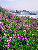 Blühende Lupinen an einem Hang an der Küste mit Felsformationen entlang der Küste von Oregon bei Cape Sebastian, Oregon, Vereinigte Staaten von Amerika