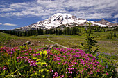Wildflowers growing in an alpine meadow in Paradise Park with a snow-capped Mount Rainier in the background and trail leading across the landscape in Mount Rainier National Park,Washington,United States of America