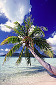 Palm tree leaning over tropical ocean water,French Polynesia