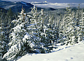 Snow-covered forest in a mountainous landscape with peaked mountains in the distance,Mount Hood National Forest,Oregon,United States of America