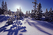 Snow-covered forest in a mountainous landscape in the Pacific Northwest,Mount Hood National Forest,Oregon,United States of America