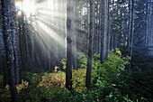 Sonnenstrahlen, die durch einen Wald im Mount Hood National Forest mit herbstlich gefärbtem Laub auf dem Waldboden scheinen, Oregon, Vereinigte Staaten von Amerika