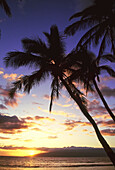 Glühendes Sonnenlicht über der Küste und dem Meer bei Sonnenuntergang mit silhouettierten Palmen, die sich vom Ufer aus erstrecken, Lahaina, Maui, Hawaii, Vereinigte Staaten von Amerika