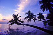 Palmen, die vom Ufer einer Insel mit blauen Farbtönen in Himmel und Wasser bei Sonnenuntergang in das tropische Meerwasser ragen,Malediven