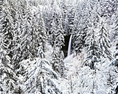 Wasserfall im schneebedeckten Wald im Winter im Silver Falls State Park,Oregon,Vereinigte Staaten von Amerika