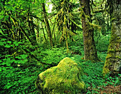 Moos bedeckt den üppig grünen Hoh Rainforest im Olympic National Park, Washington, Vereinigte Staaten von Amerika