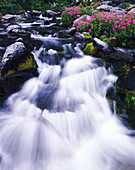 Sich schlängelnder Bach über moosbedeckte Felsen mit blühenden Pflanzen im Mount Rainier National Park, Washington, Vereinigte Staaten von Amerika