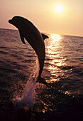 Großer Tümmler, der bei Sonnenuntergang aus dem karibischen Wasser springt, wobei Wassertropfen von der Meeresoberfläche aufgespritzt werden und das goldene Sonnenlicht reflektiert wird,Roatan,Honduras