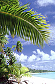 A tropical paradise in the Cook Islands with palm trees,white sand and turquoise ocean water,Cook Islands