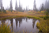 Herbstfarbenes Laub im Nebel im Mount Rainier National Park,Washington,Vereinigte Staaten von Amerika