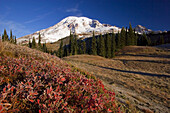 Mount Rainier on a bright,clear day in autumn with frost on the foliage in the foreground in Mount Rainier National Park,Washington,United States of America