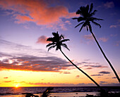 Palmen am Strand recken sich dem tropischen Sonnenuntergang entgegen, Bora Bora, Französisch-Polynesien