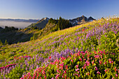 Bunte Wildblumenblüten auf einer Bergwiese in der Tatoosh Range im Mount Rainier National Park, Washington, Vereinigte Staaten von Amerika