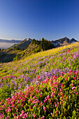 Farbenfrohe Blüten auf einer Bergwiese mit den Gipfeln der Tatoosh Range im Hintergrund, Mount Rainier National Park,Washington,Vereinigte Staaten von Amerika