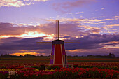 Windmühle und Tulpenfelder auf der Wooden Shoe Tulip Farm bei Sonnenuntergang, Woodburn, Oregon, Vereinigte Staaten von Amerika