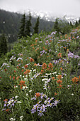Blühende Wildblumen auf einer Bergwiese im Mount Rainier National Park, Washington, Vereinigte Staaten von Amerika