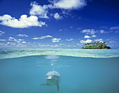 Geteilte Ansicht von oben und unten auf das türkisfarbene Meerwasser mit einem Delfin, der knapp unter der Wasseroberfläche auf die Kamera zu schwimmt, mit einer kleinen tropischen Insel im Hintergrund,Cookinseln