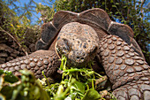 A Galapagos giant tortoise (Geochelone elephantopus) feeds on foliage,Santa Cruz Island,Galapagos Archipelago,Ecuador