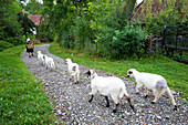 Traditionell gekleidete Frau im Dorf Breb, die Schafe auf der Dorfstraße zum Feld führt, Dorf Breb, Siebenbürgen, Breb, Kreis Maramures, Rumänien