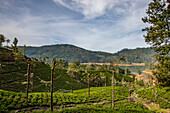 Teeplantage bei Dickoya im Hügelland,Sri Lanka,Dikoya,Nuwara Eliya Distrikt,Sri Lanka