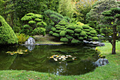 Ein malerischer Blick auf einen Teich und kunstvoll geformte Bäume im Japanischen Teegarten von San Francisco,Japanischer Teegarten,San Francisco,Kalifornien
