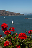 Geranienblüten auf Alcatraz Island und Blick auf Segelboote in der San Francisco Bay,Alcatraz Federal Penitentiary,Alcatraz Island,San Francisco Bay,Kalifornien