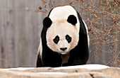 A giant panda bear looks at the camera.