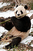 A giant panda bear eats bamboo.
