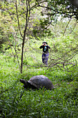 Ein Tourist fotografiert eine Galapagos-Riesenschildkröte in ihrer Umgebung,Pazifischer Ozean,Galapagos-Inseln,Ecuador