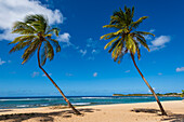 Palmen am Strand von Anse-Bertrand, Guadeloupe, Französisch-Westindien, Anse-Bertrand, Grande-Terre, Guadeloupe, Frankreich