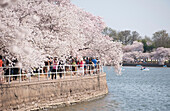 Touristen genießen einen Spaziergang unter den blühenden Kirschblütenbäumen am Tidal Basin in Washington, D.C.