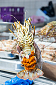 Fresh lobster heavily laden with eggs held on display by a vendor at the Mina Port Fish Market (Mina Zayed) in Abu Dhabi,UAE,Abu Dhabi,United Arab Emirates