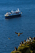 A cruise ship in the distance of a flock of Atlantic puffins.