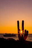 A cactus silhouetted by the setting sun.