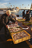 The morning fish catch being off-loaded from boats at Trani,Italy.,Trani,Puglia,Italy.