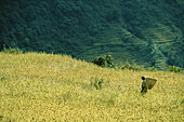 A Nepalese woman harvesting barley.,Annapurna Circuit,Nepal.