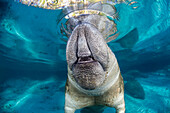 This endangered Florida manatee (Trichechus manatus latirostris) is just breaking the surface with its nostrils for a breath of air,much like the blowhole on a whale. They are almost invisible on the surface making them vulnerable to boating traffic. Three Sisters Spring in Crystal River,Florida,USA. The Florida Manatee is a subspecies of the West Indian Manatee,Crystal River,Florida,United States of America