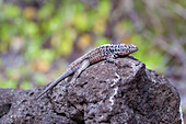 The Galapagos lava lizard (Microlophus albemarlensis) is a species only found on the Galapagos islands in Ecuador,Galapagos Islands,Ecuador