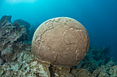 Dies ist ein konzeptionelles digitales Kompositbild der Weltkugel, die in einen Unterwasserkopf aus tropischen Hirnkorallen eingeprägt ist. Umweltschutz-Konzept. Unterwasserwelt,Kunstwerk
