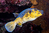 Blackspotted puffer or dog-faced puffer (Arothron nigropunctatus),Philippines