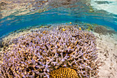 Flachwasser-Hartkorallenriffszene vor der Insel Kadavu, Fidschi, Fidschi